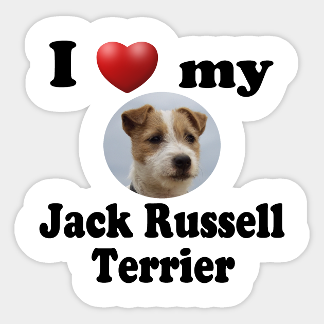 I Love My Jack Russell Terrier Jack Russell Terriers Sticker TeePublic